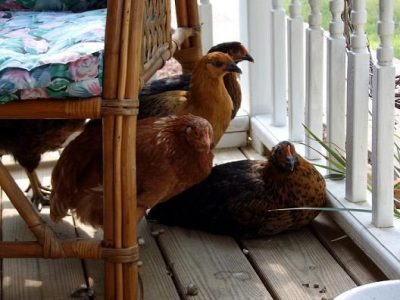 Decorating Tips for the Country Home and Garden Image